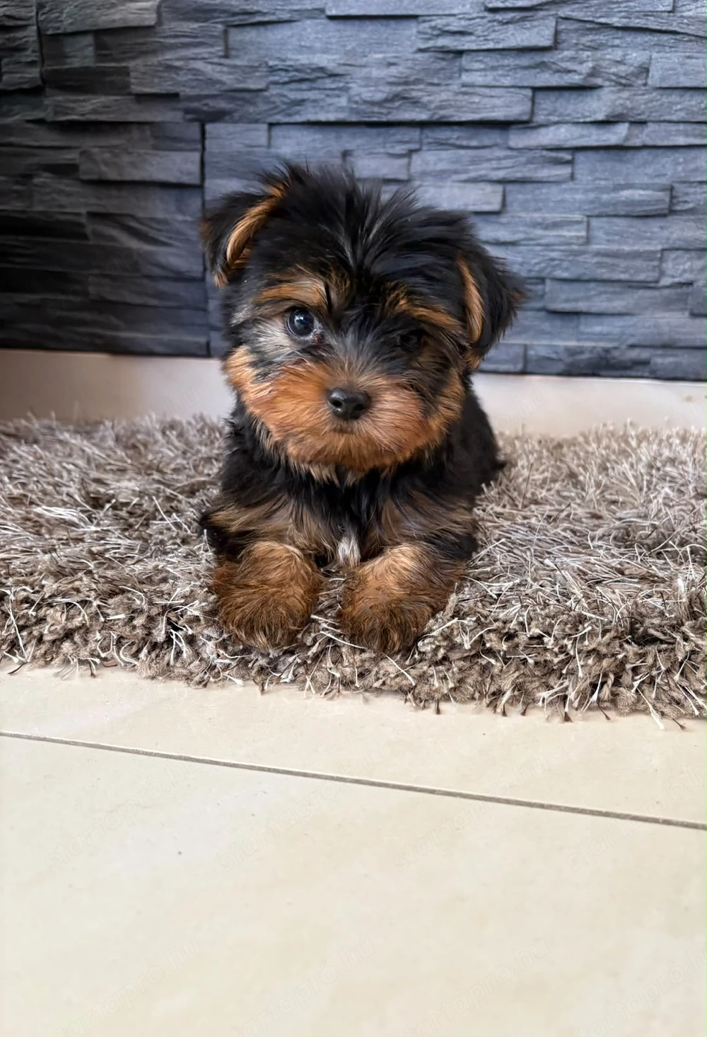 Mini Yorkshire terrier Yorki Kiskutyák