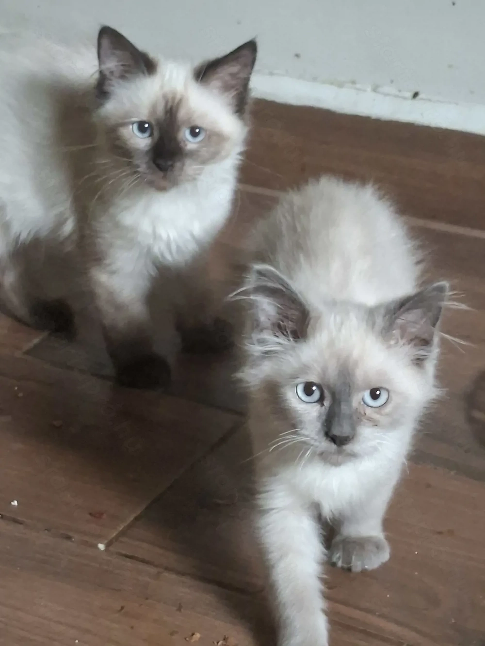 Ragdoll kiscicák eladók  ár alatt!