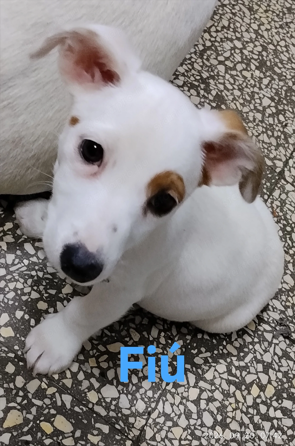 Jack Russell terrier kiskutya fiú 