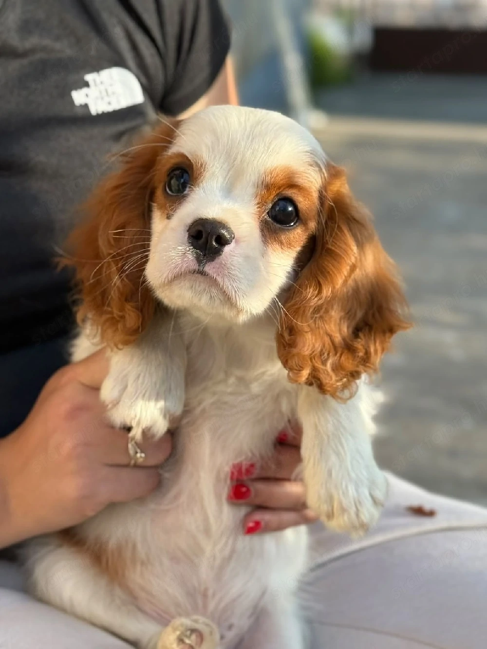 cavalier king Charles kisfiú 