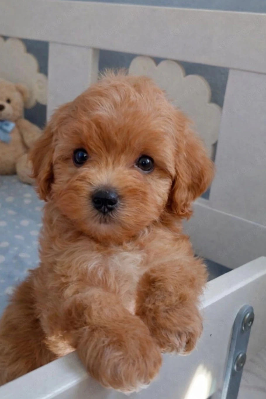 mini maltipoo  toy uszkár designer kiskutyák eladók 