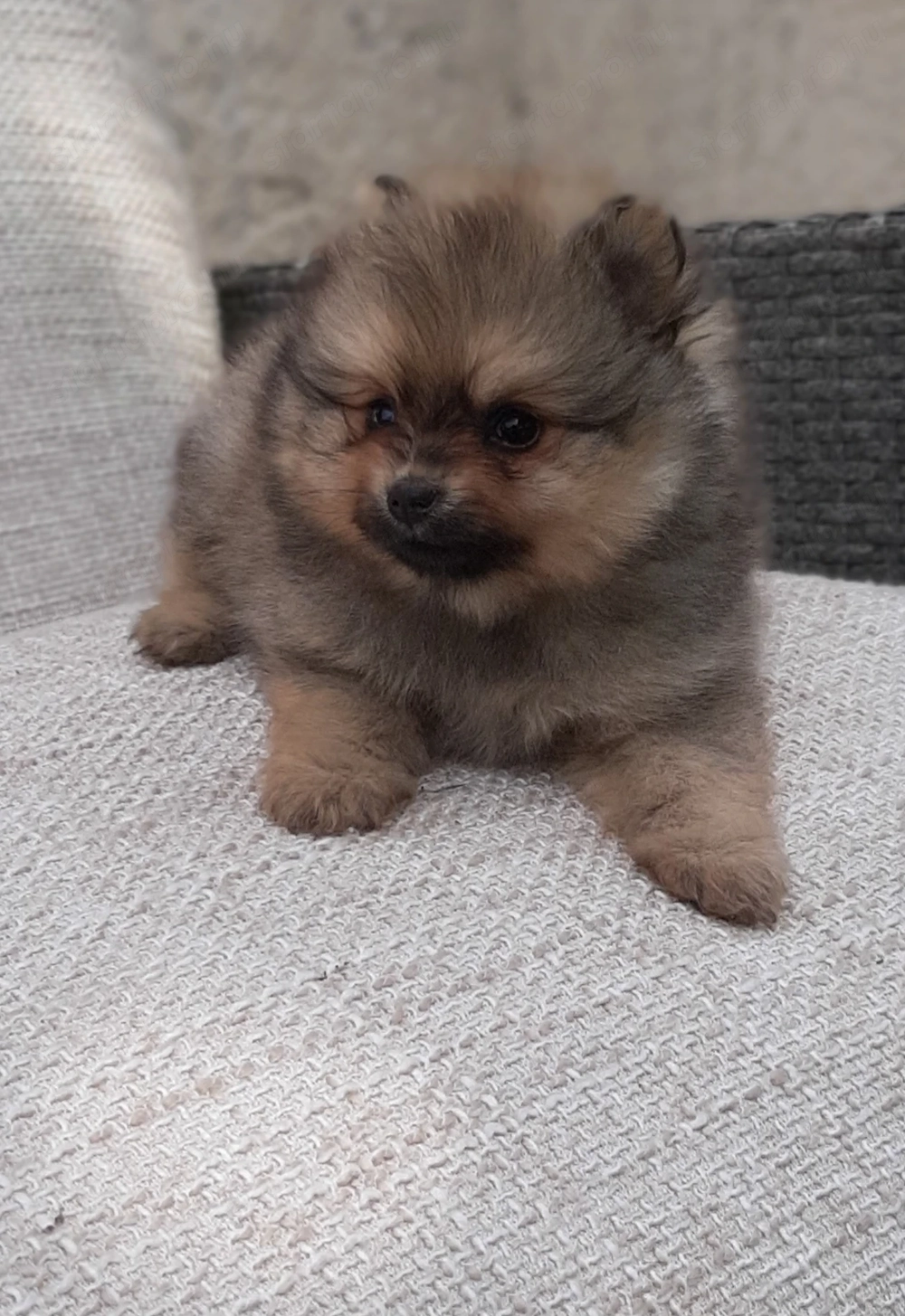 mini pomi pomerániai törpespicc fajtatiszta jellegűek 