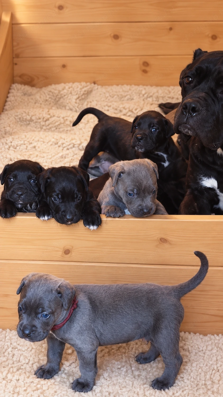 Cane corso kiskutyák 