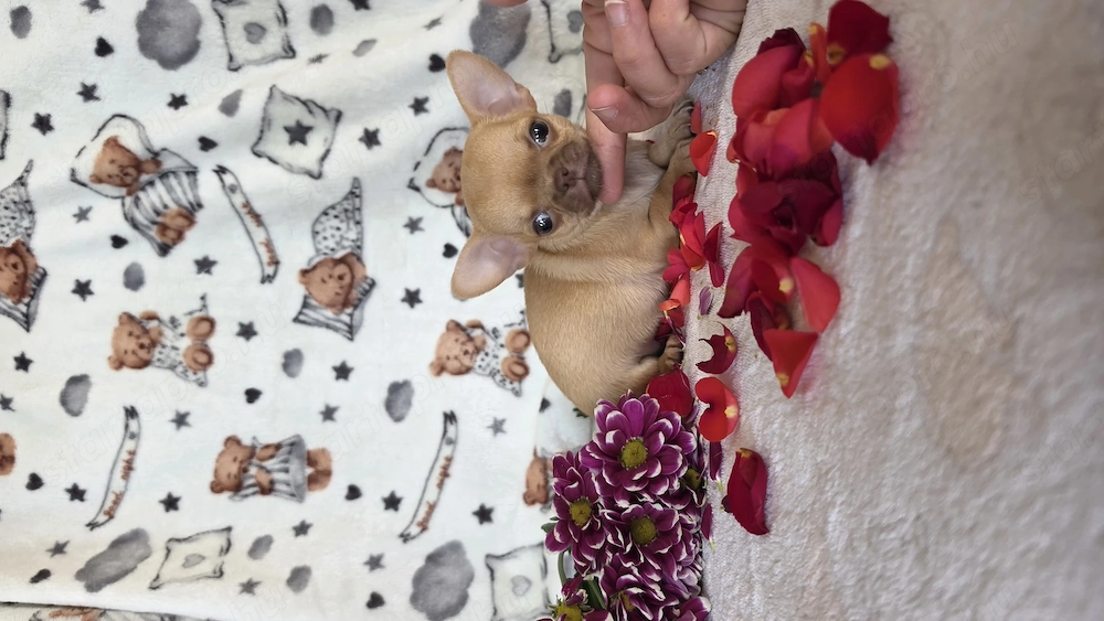 Minöségi pici méretű törzskömyves csivava chihuahua kislány 