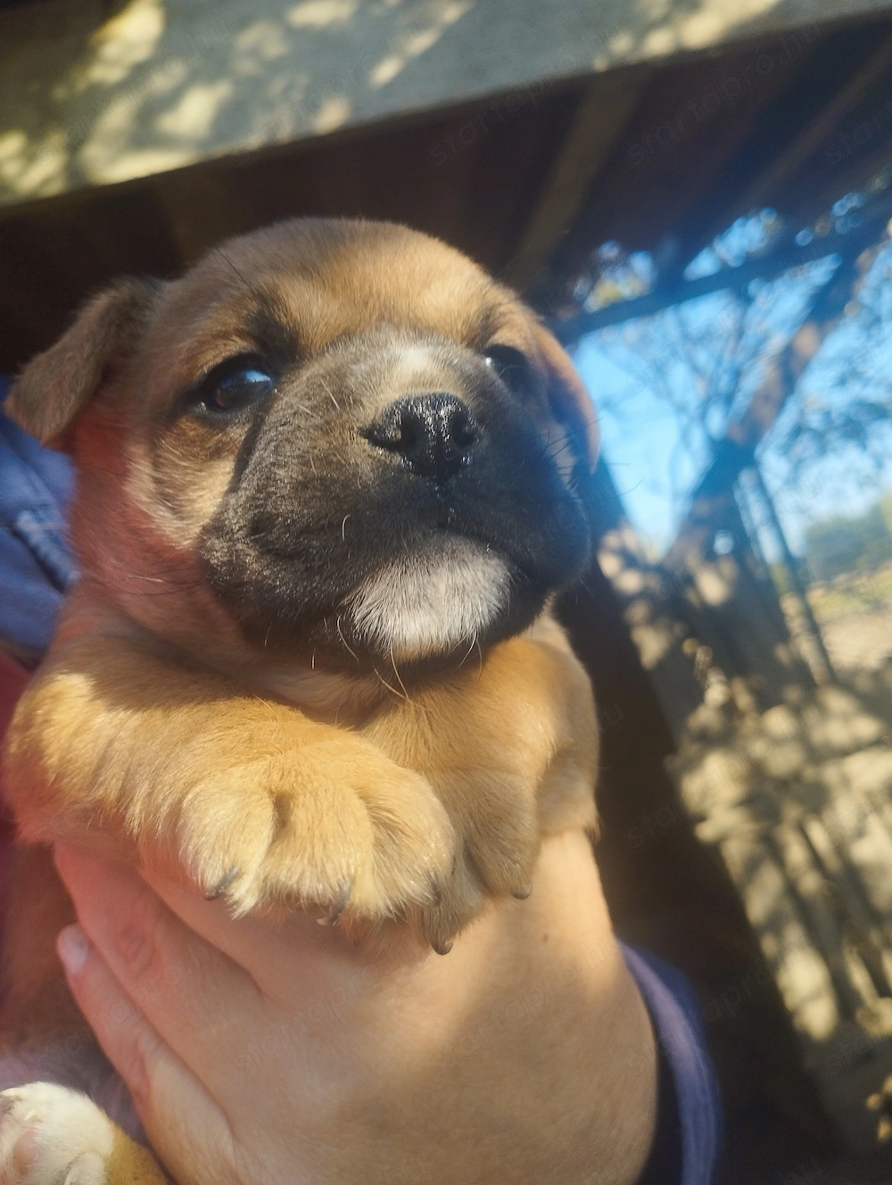 Bulldog keverék kuskuty k 