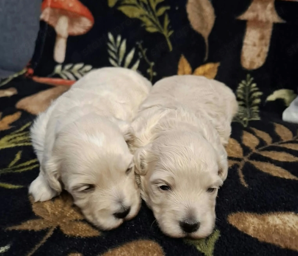 Maltipoo fajtatiszta jellegű kiskutyák foglalhatóak 