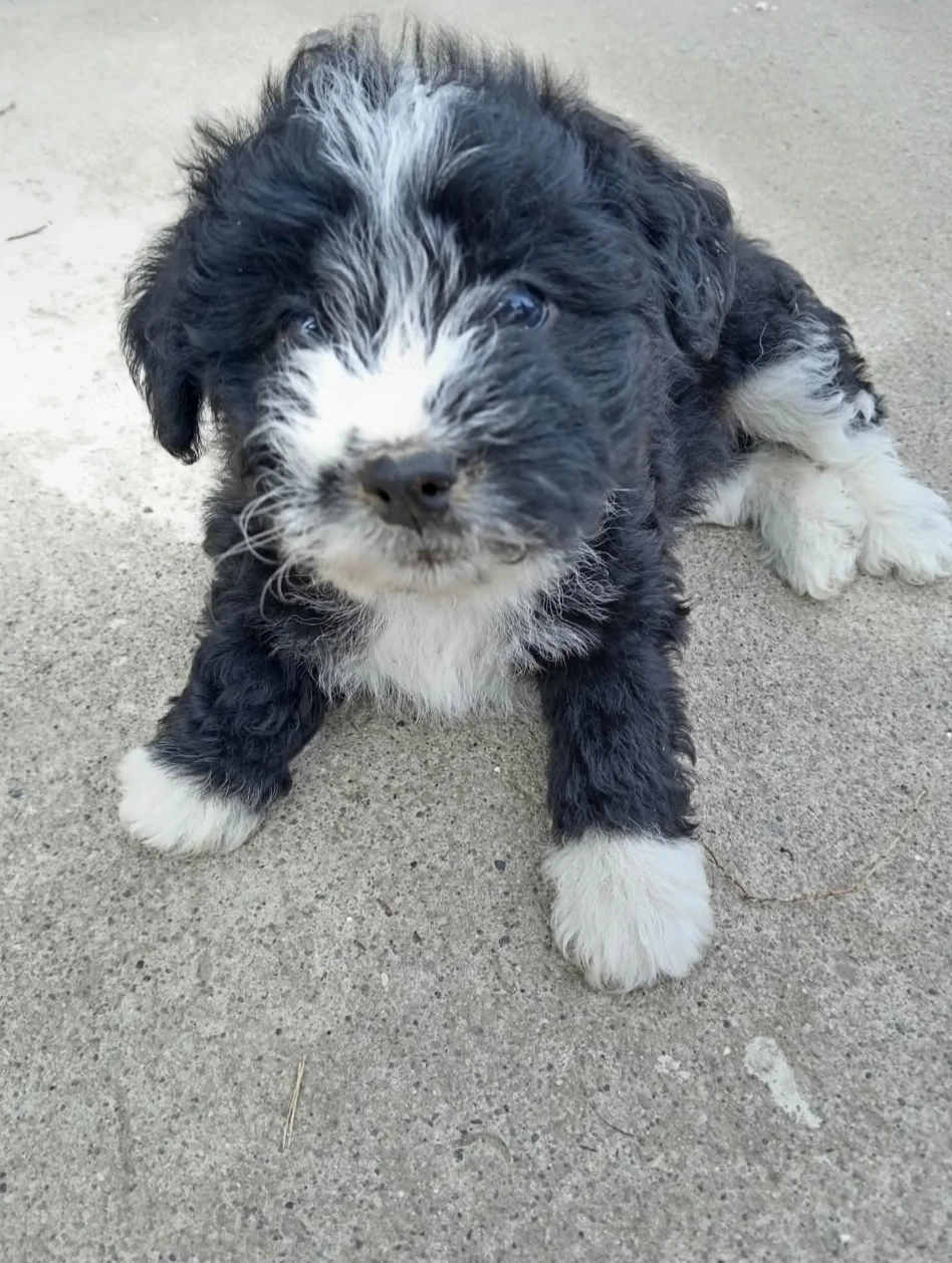 Bichon havanese 