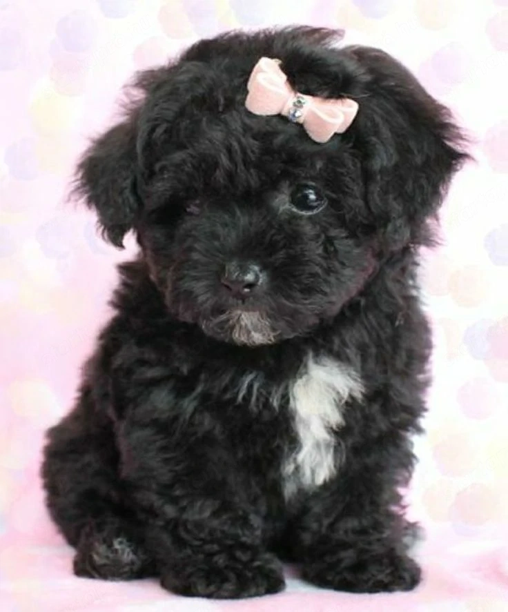 Maltipoo kölykök 