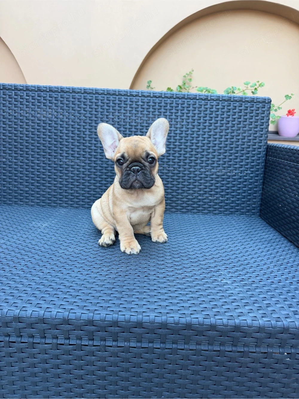 Francia Bulldog kiskutya