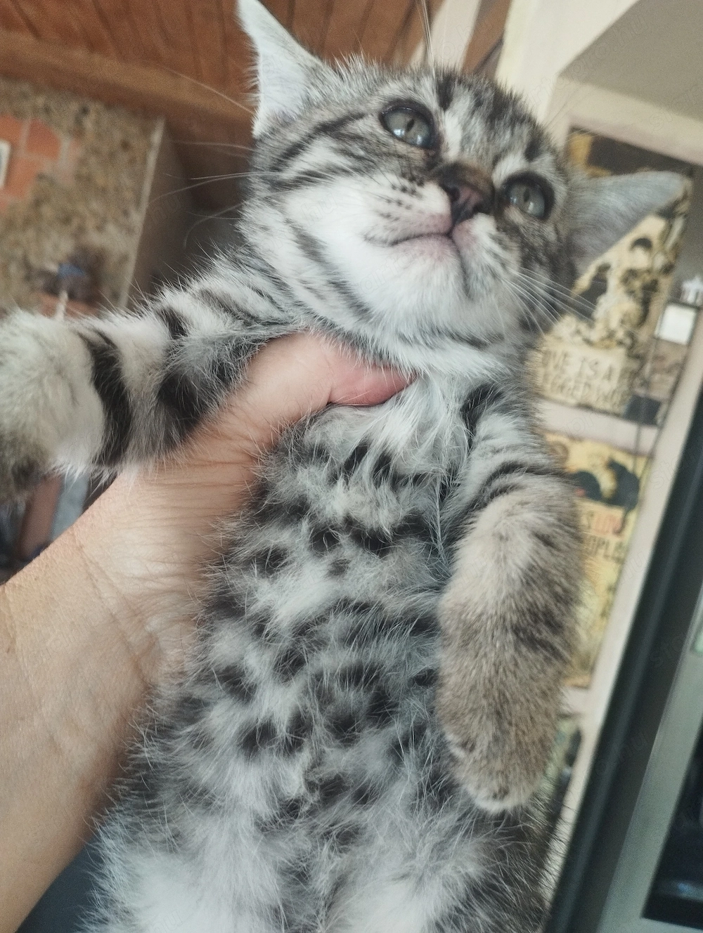 Brit whiskas cica