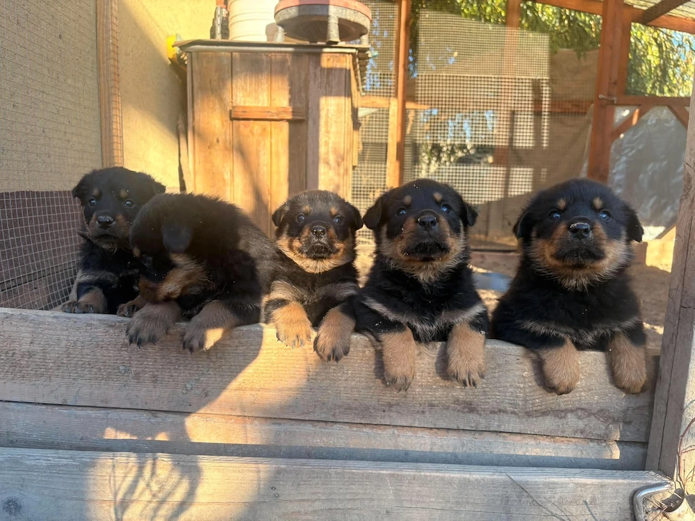 Rottweiler kiskutyák gazdit keresnek