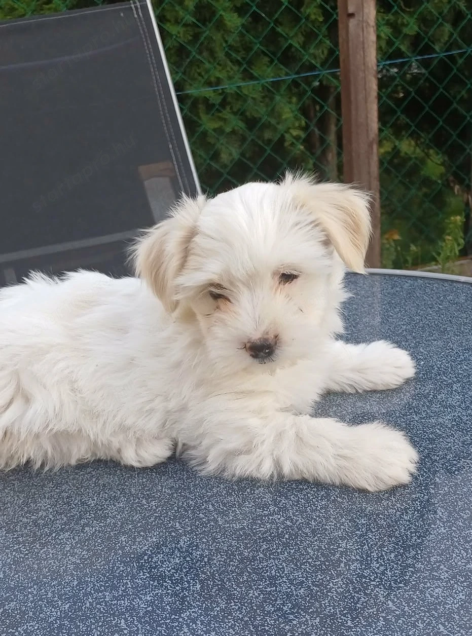 Havanese kiskutya 