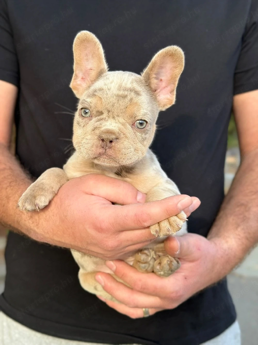 francia bulldog kisfiú 