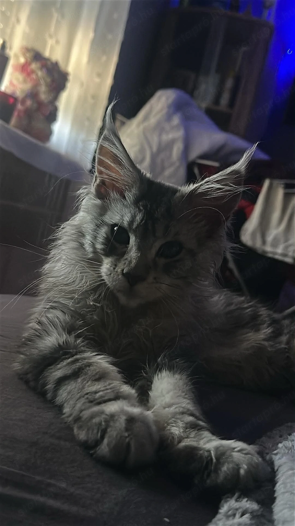 Eladó fajtiszta maine coon kandúr