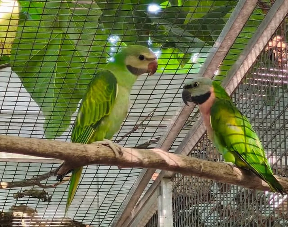 papagájok - Venezuelai amazon, kékhomlokú amazon, szakállas papagáj