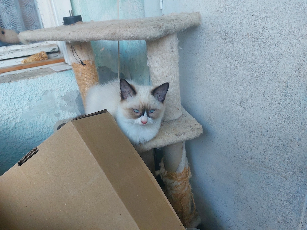 Ragdoll  kandúr eladó 