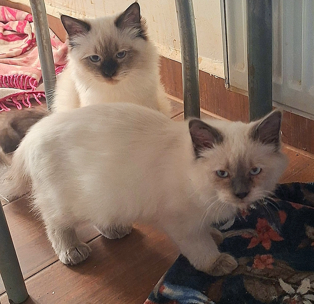 Ragdoll kiscicák eladók  ár alatt!