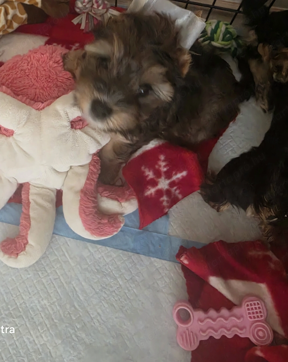 2 Yorki kisfiú 