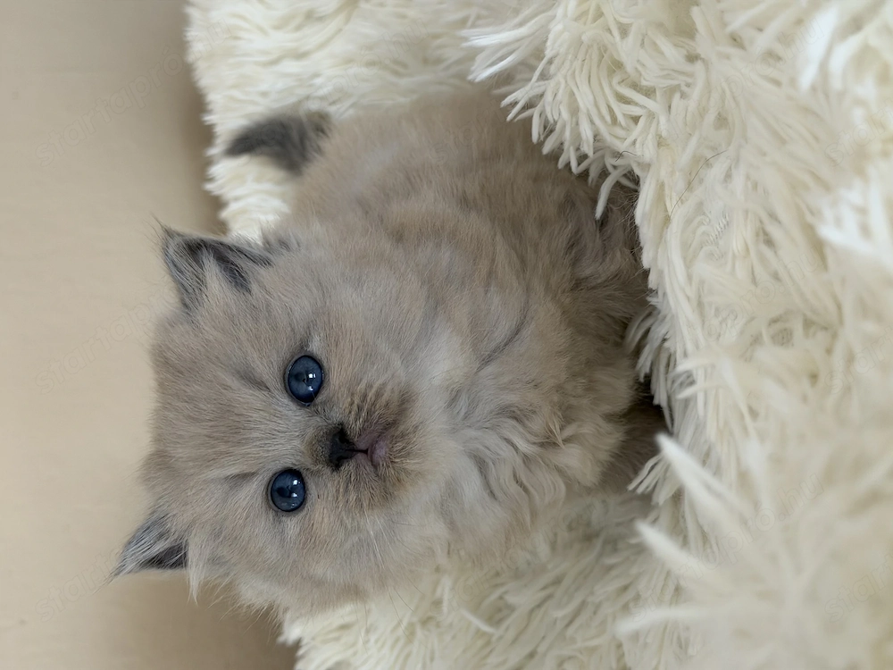Extra Cherubim Ragdoll kislány