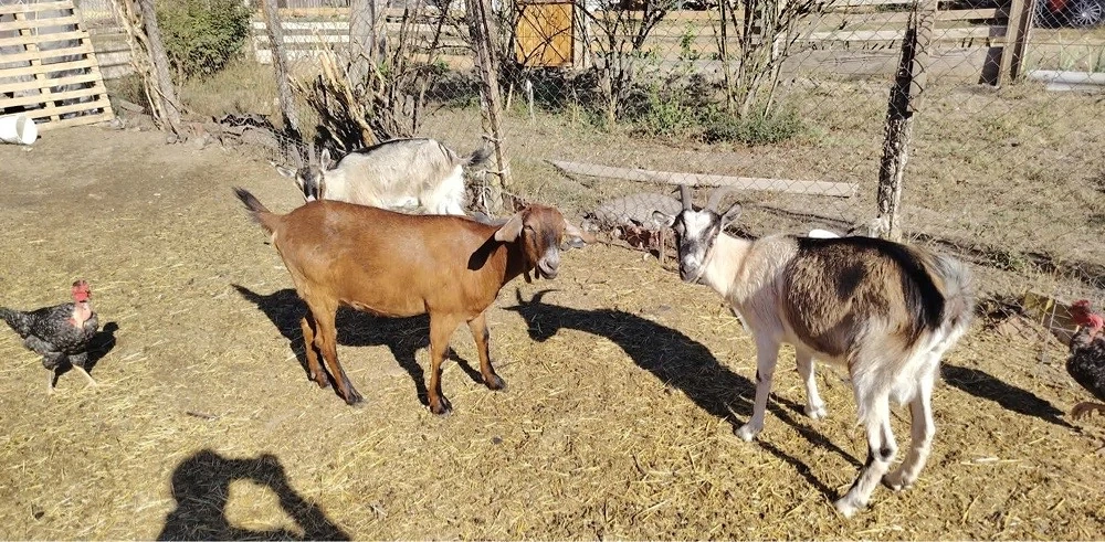 Eladó Kecskék