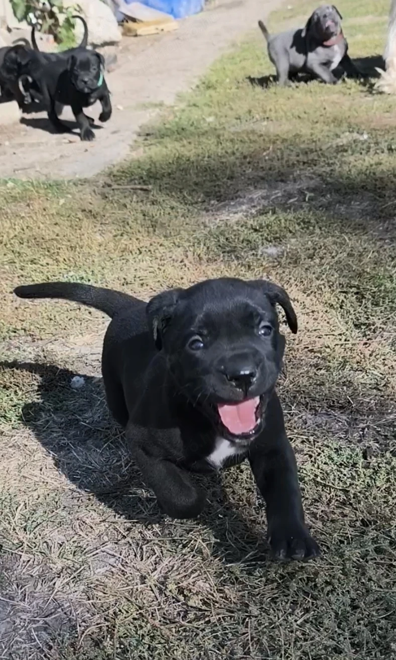 Cane corso kiskutyák! Már csak 4 kislány vár gazdira