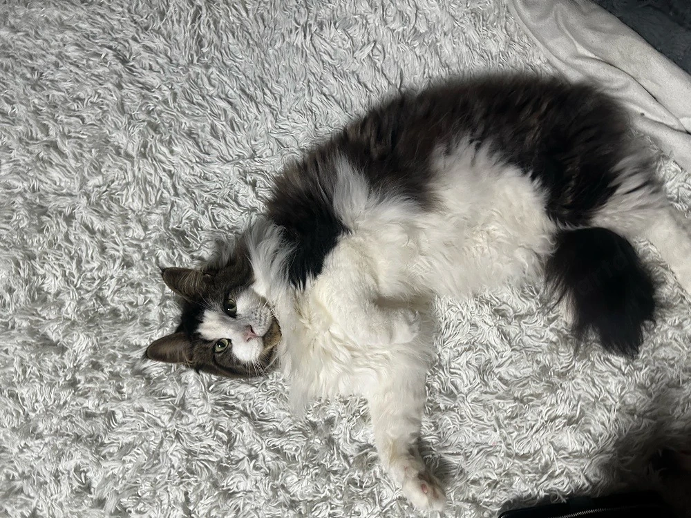 eladó maine coon