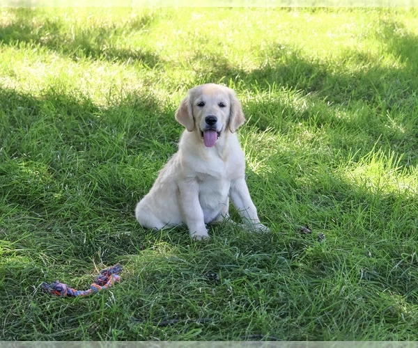 Golden Retriever Kiskutya