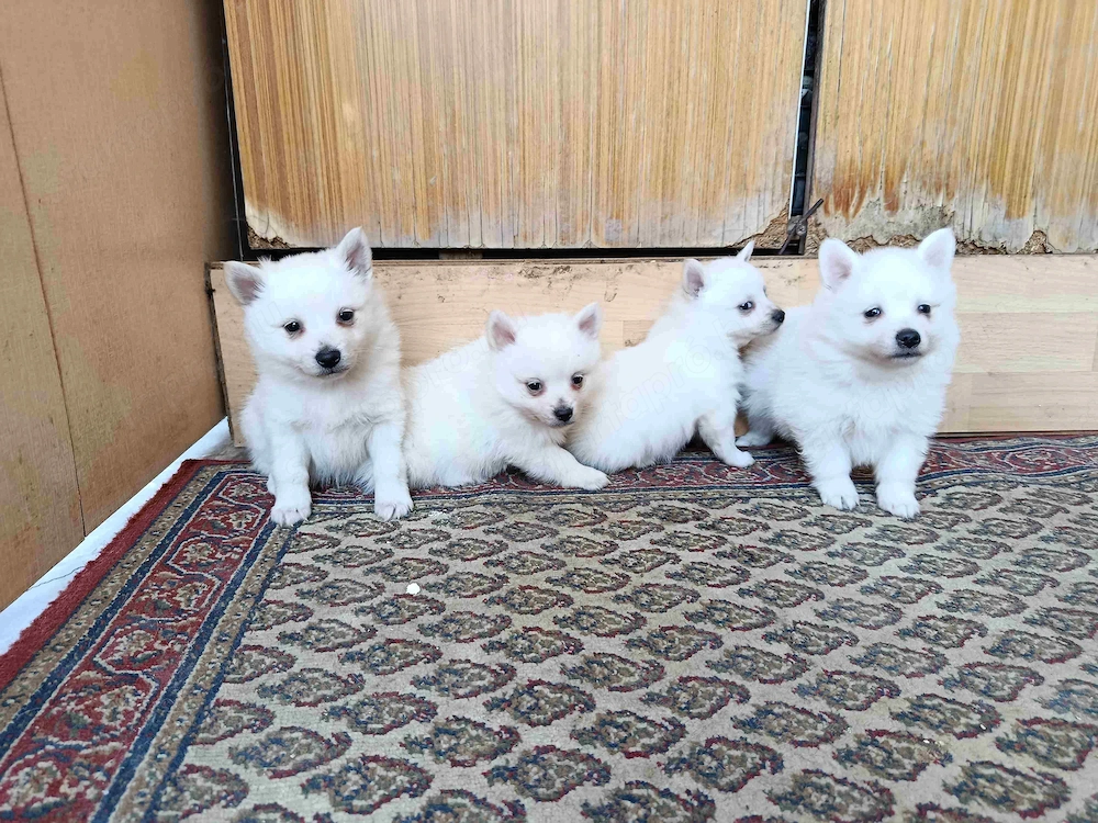 Kisspitz (kisspicc, kis spitz, kis spicc) kölykök eladók