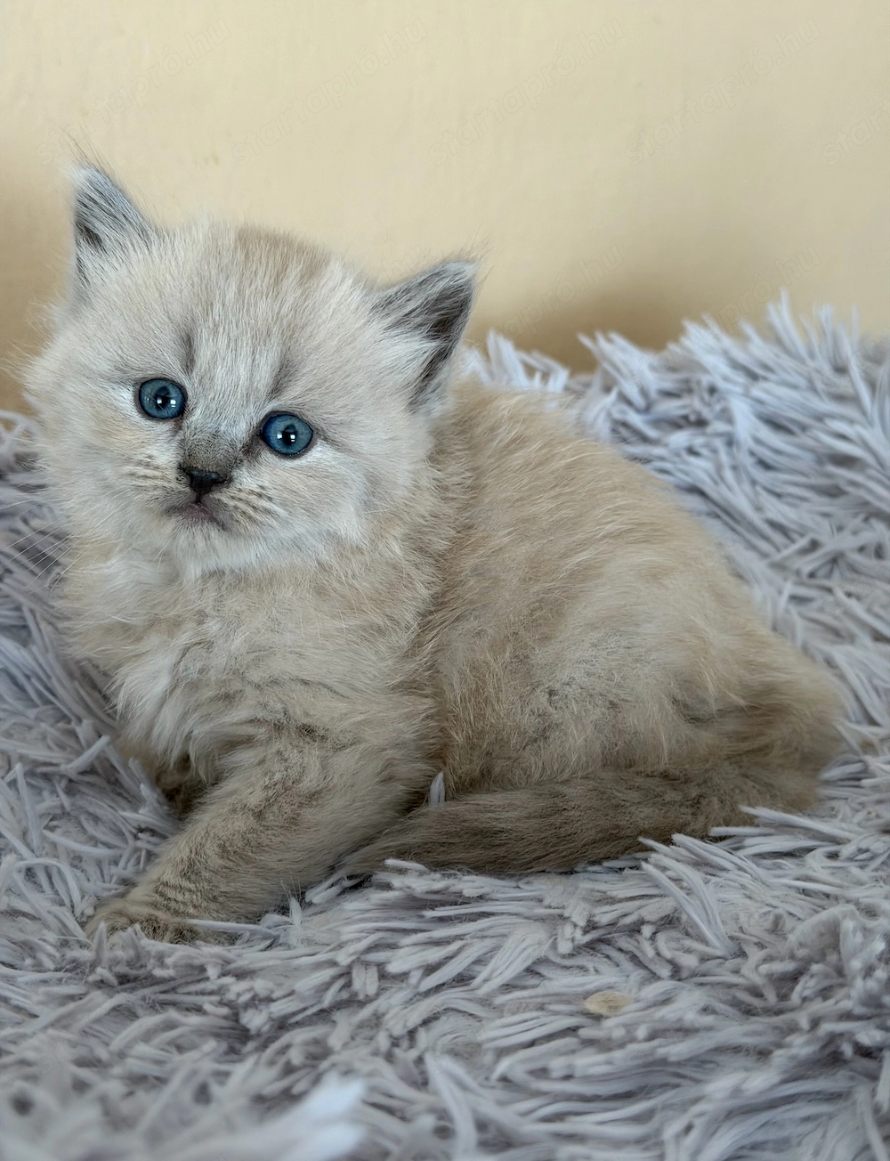 Ragdoll Cherubim kislány 