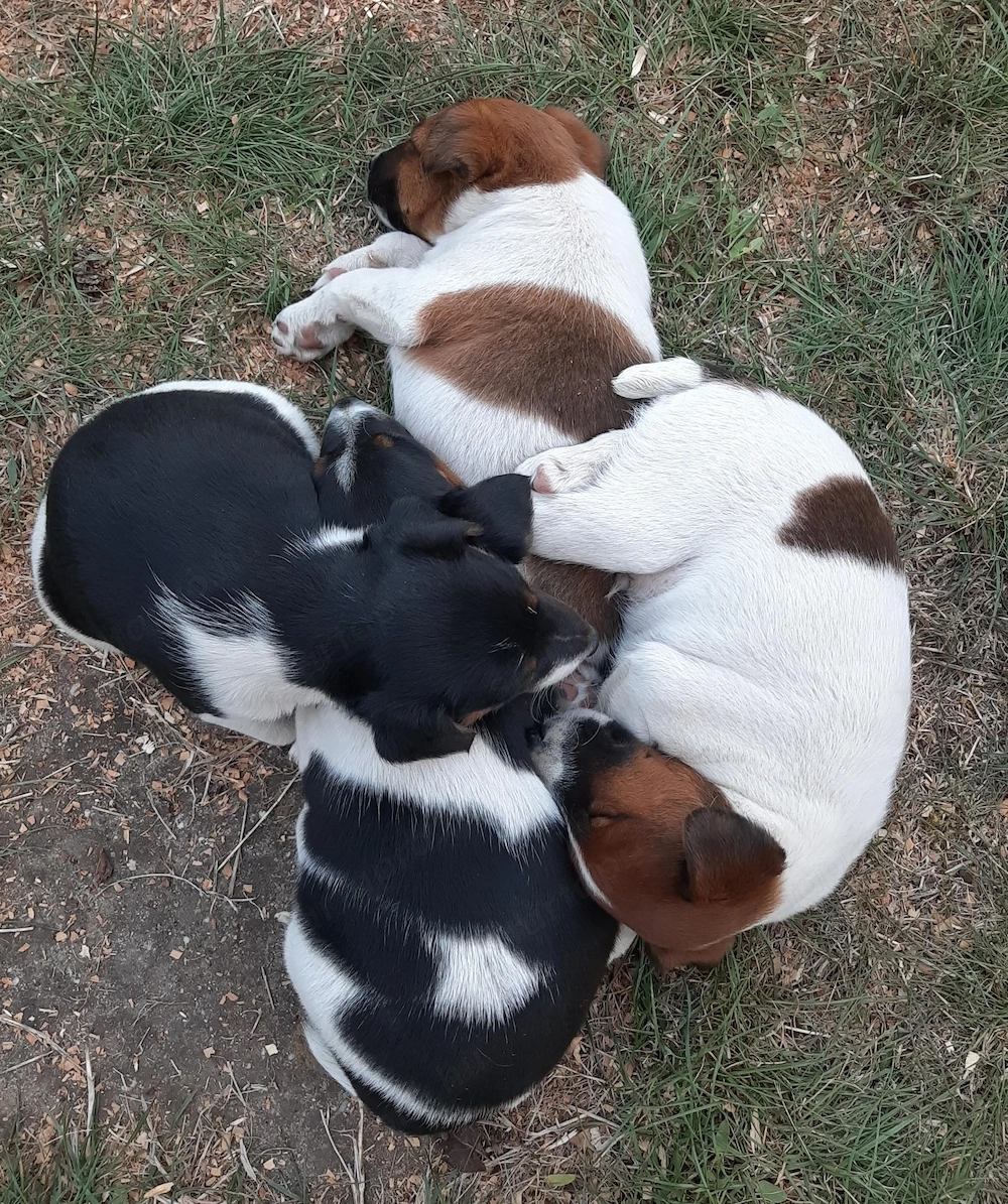 Foxterrier kiskutyák szerető gazdit keresnek