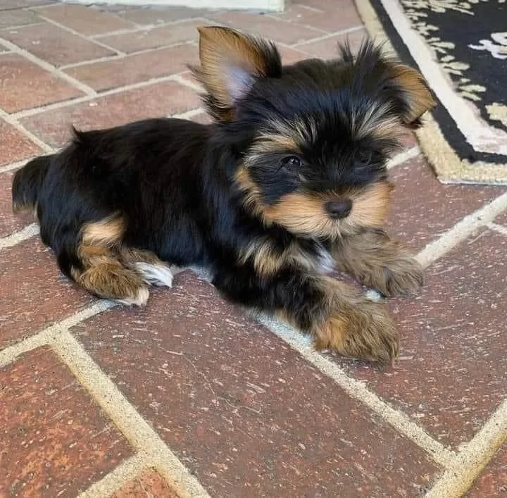 Yorki terrier kiskutyák 