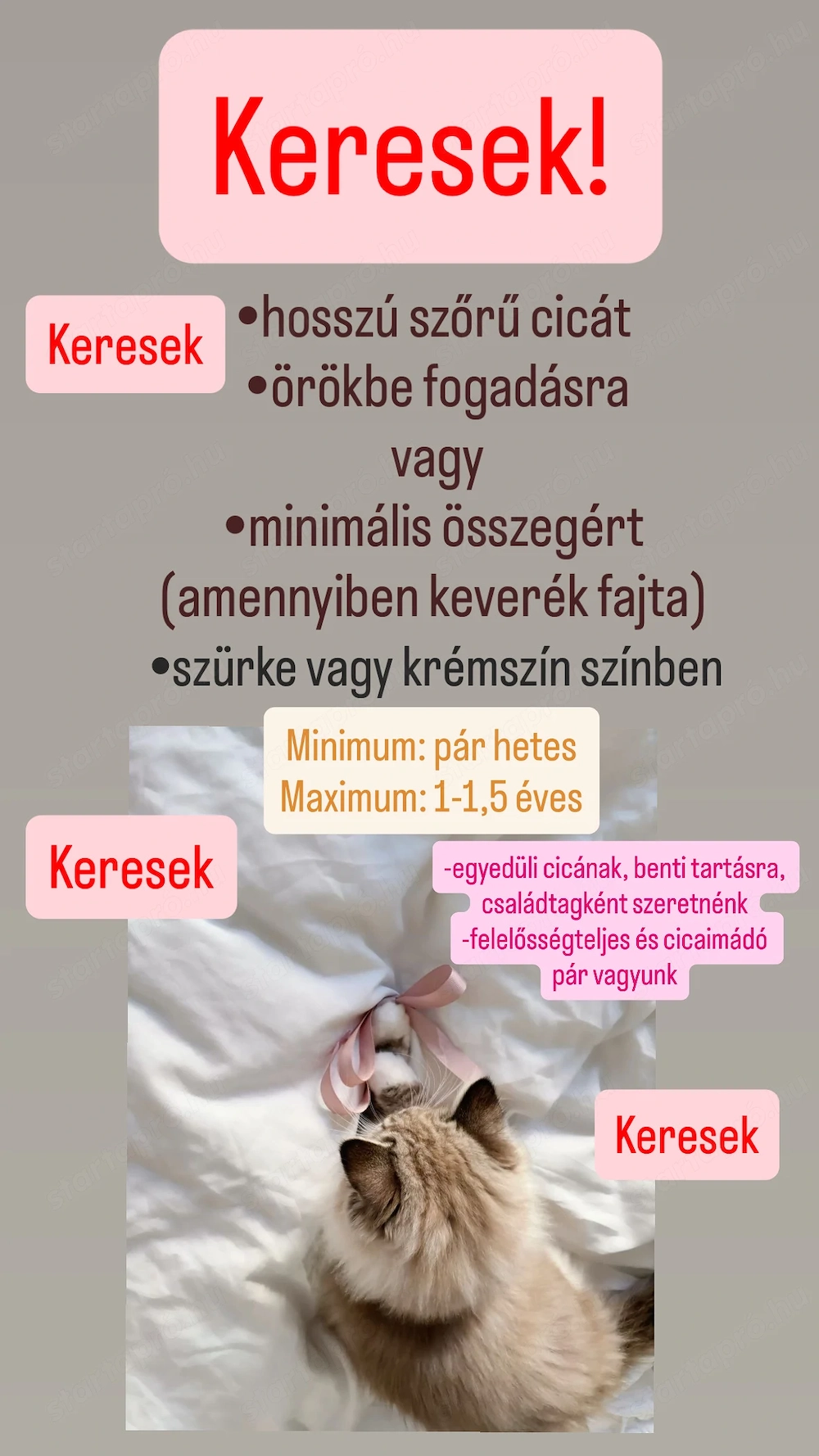 KERESEK hosszú szőrű cicát örökbefogadásra