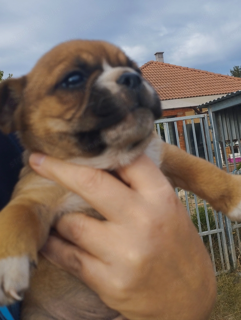 Bulldog kever k kiskuty k