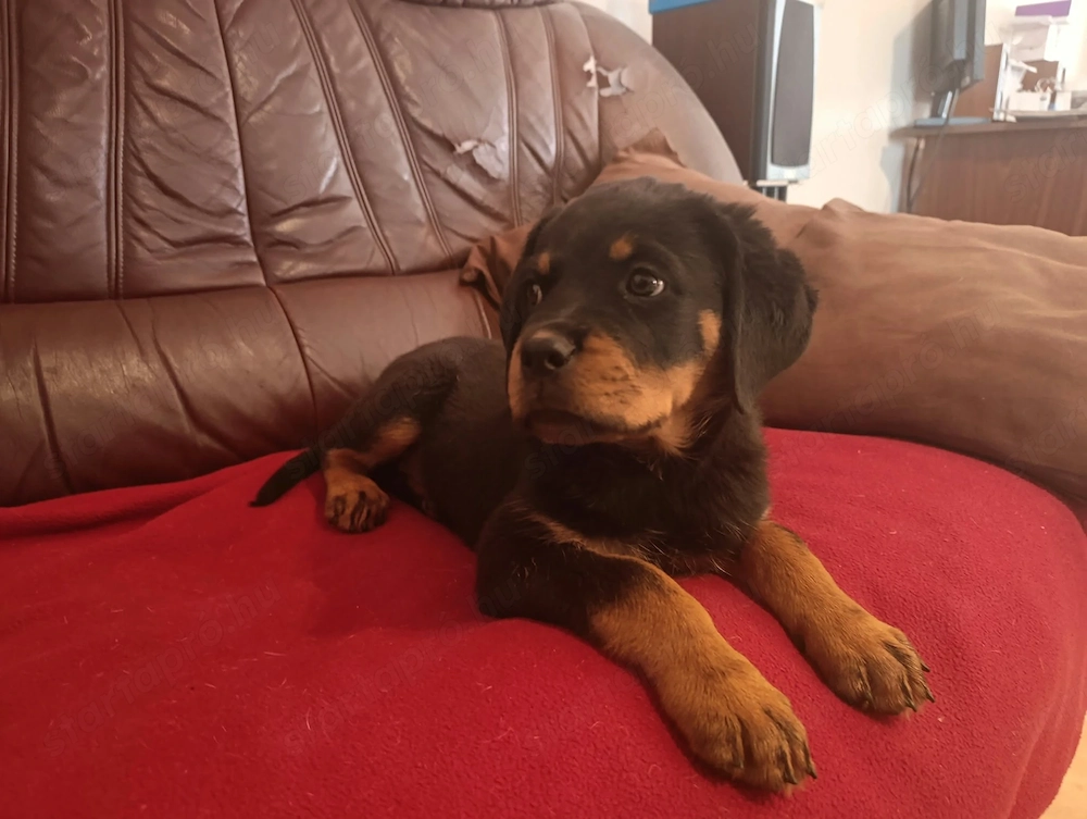 Rottweiler szuka kiskutya 