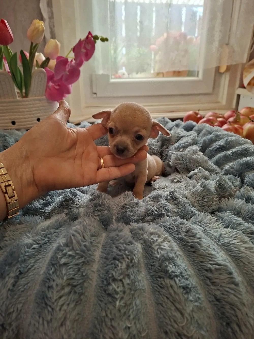 Picúrka méretű fajtiszta csivava kislányok.
