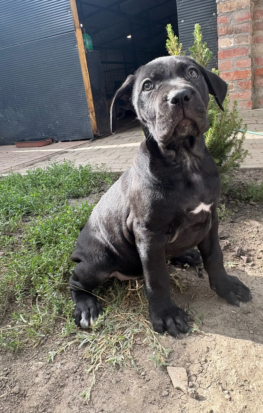 cane corso kolykok 