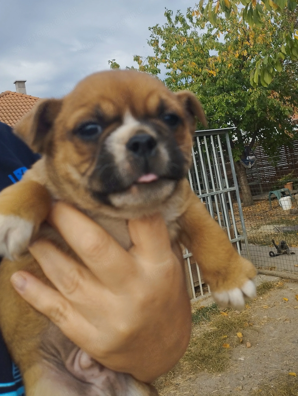 Bulldog kisfiú