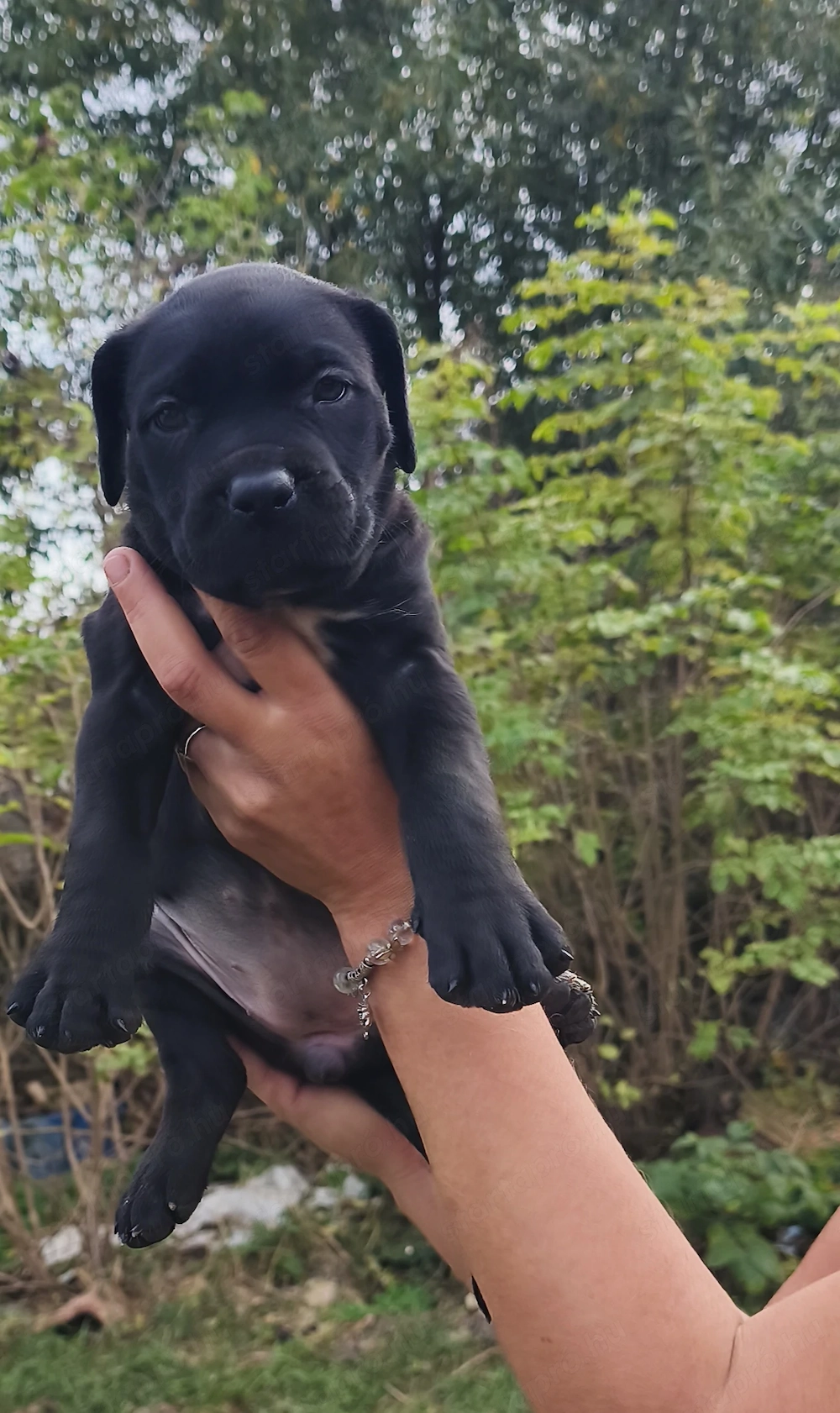 Cane corso kiskutyák! Már csak 3 kislány vár gazdira