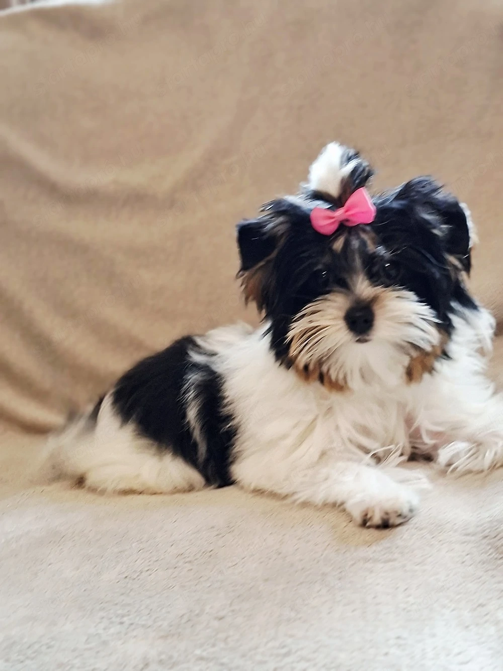 Biewer Yorkshire terrier szuka 