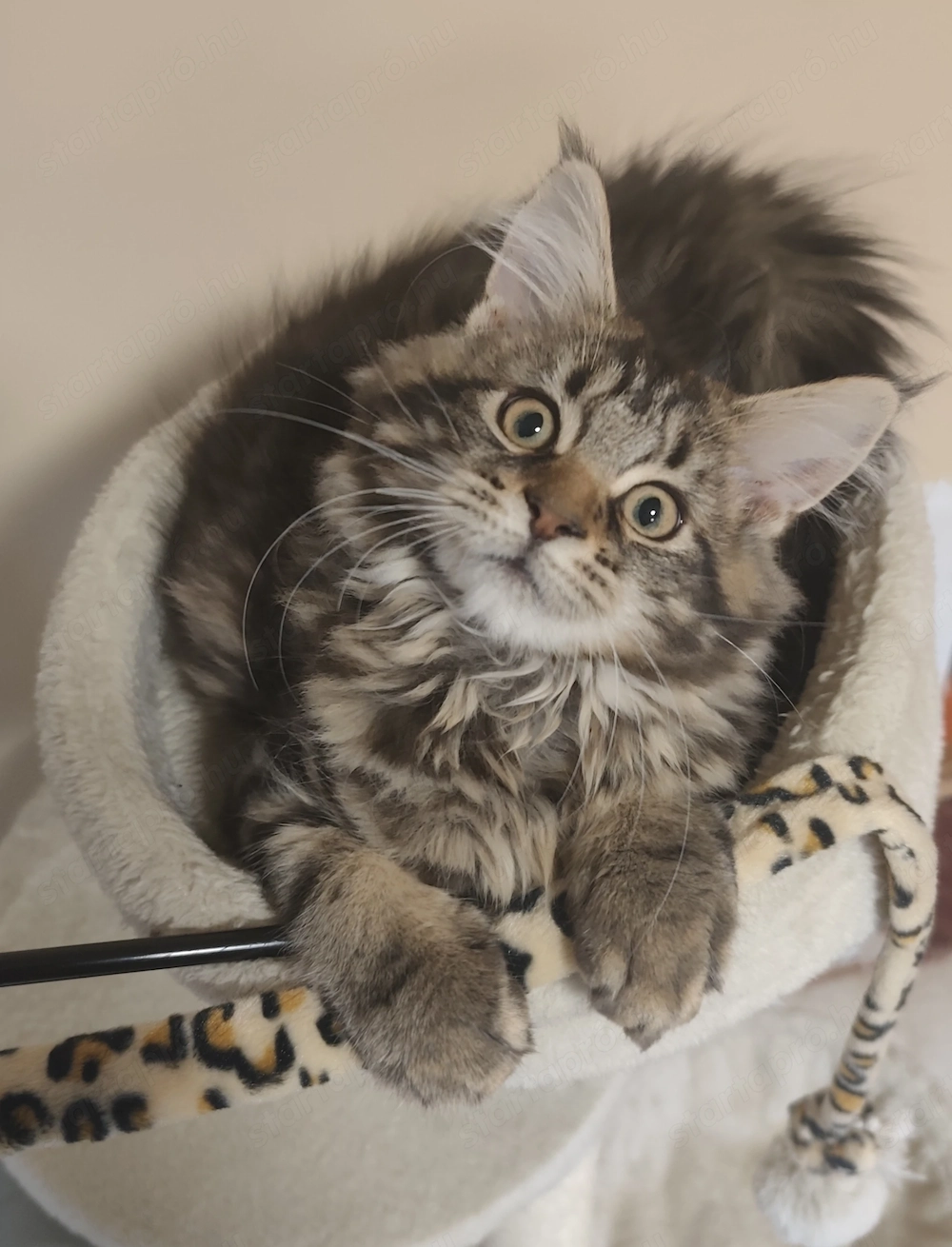 Maine Coon Kislány 
