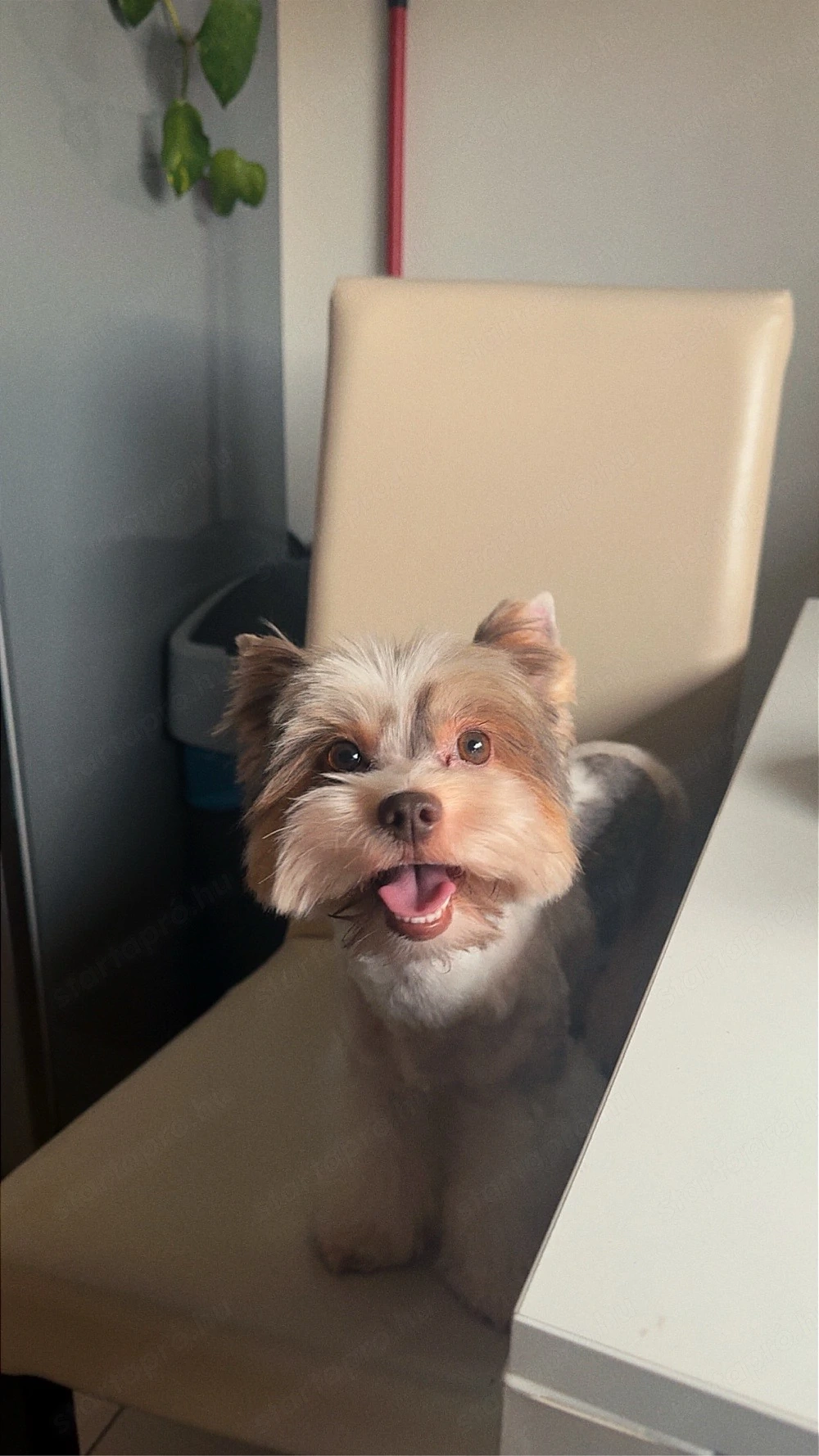 Biro yorki yorkshire terrier fedez