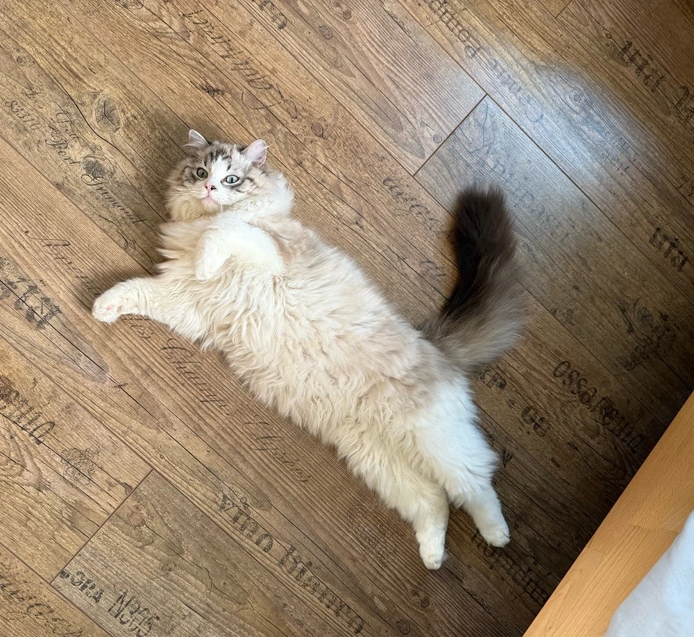 Ragdoll kandúr fedez