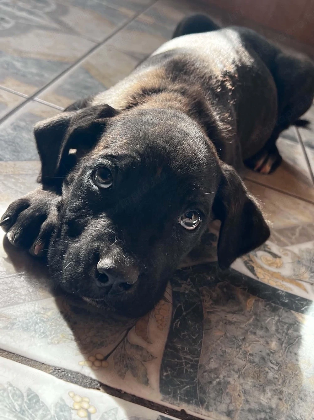 Cane Corso kölyök kutyák gazdájukat keresik