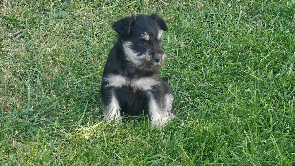 Törpe schnauzer fekete ezüst