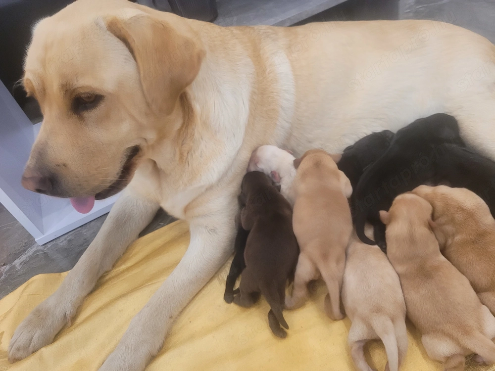 Labrador kölyök kutyák Előjegyezhetők.