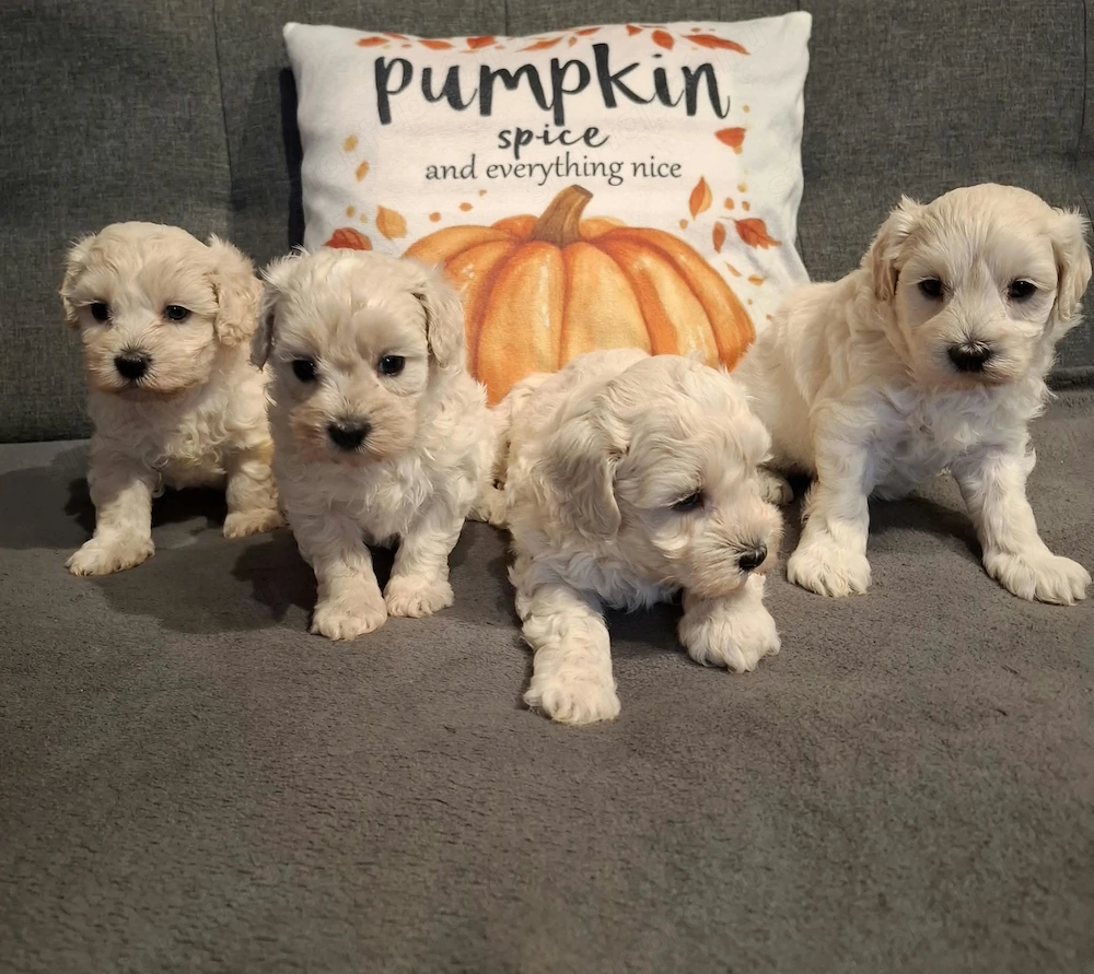 Maltipoo fajtatiszta jellegű kiskutyák foglalhatóak 