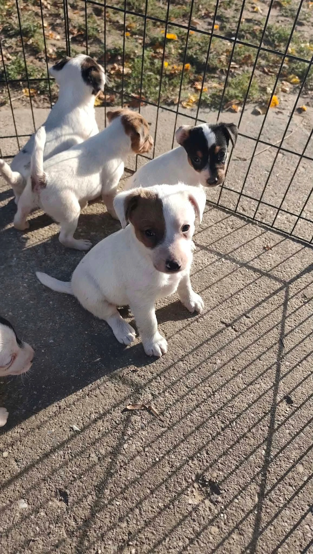Eladó Jack Russel terrier kölykök 