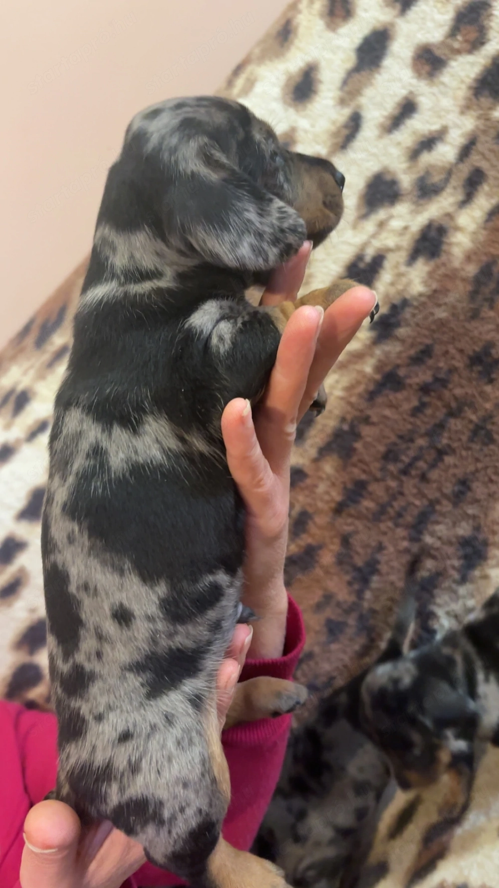 Harlekin tacskó 