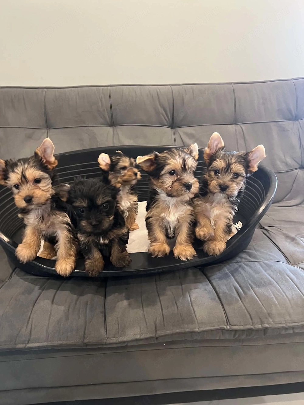 yorkshire terrier kutyusok