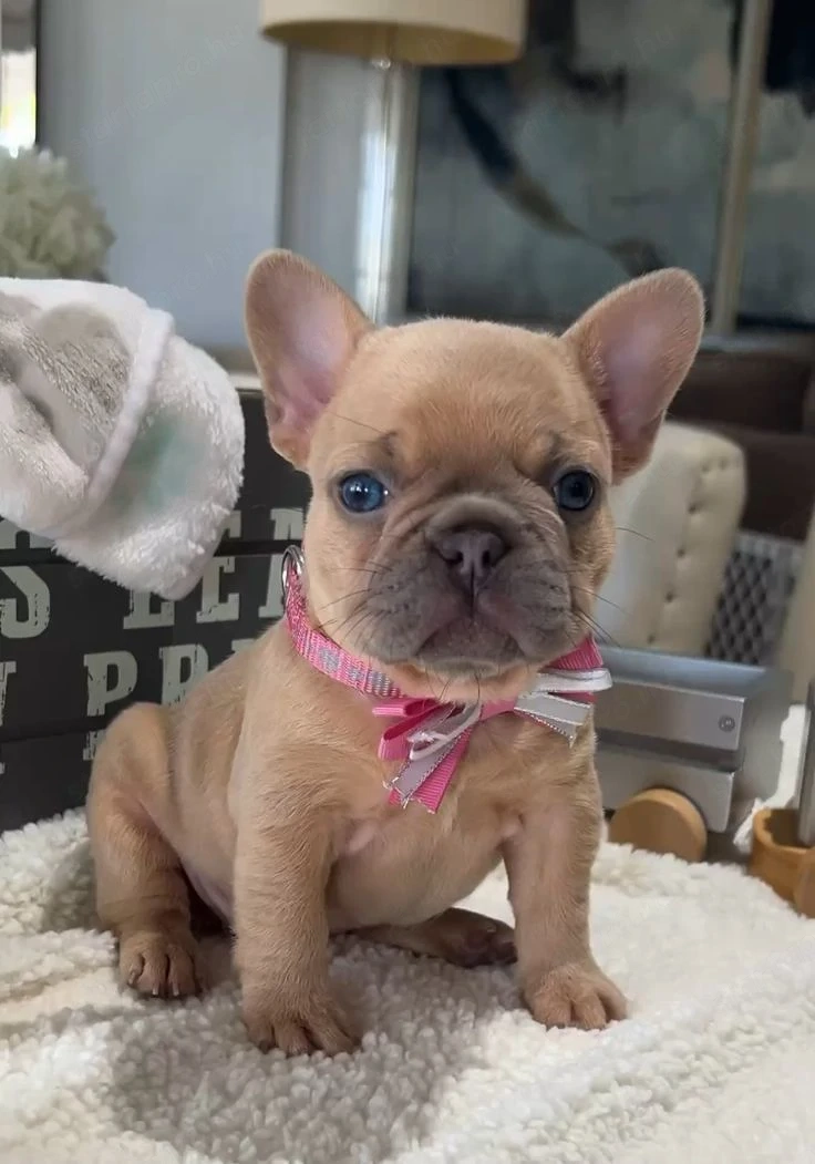 Francia bulldog kolykok
